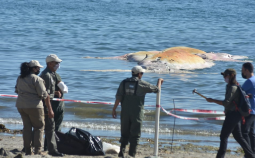Aparece otra ballena muerta en las costas de Chubut