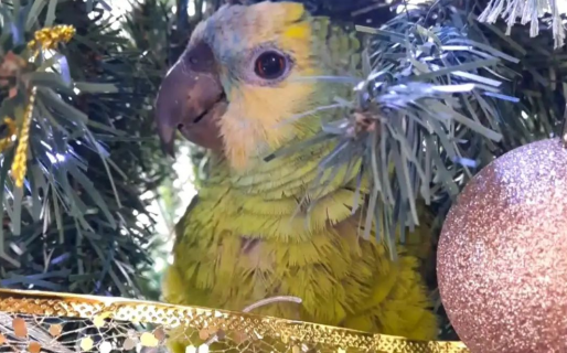 La tierna historia de Cucu, el loro extraviado en Comodoro que fue rescatado por dos vecinos
