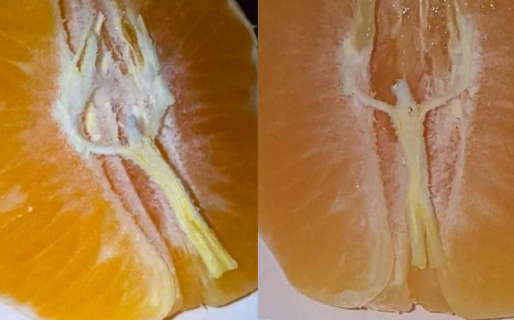 Dice que encontró a Jesús en una mandarina: “Milagro de Navidad”