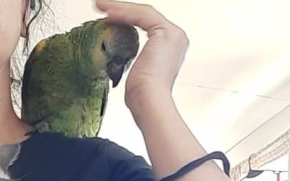 Buscan a un loro en Comodoro