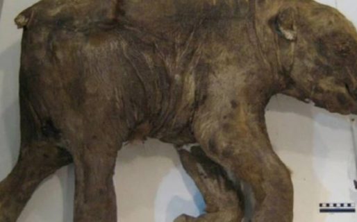 Encontraron 5 mamuts de la Edad de Hielo en perfecto estado de conservación