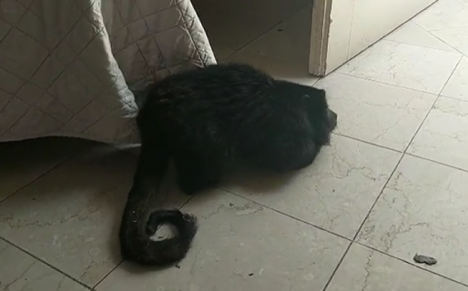 Desarticularon una fiesta con drogas donde tenían un mono encerrado en un armario