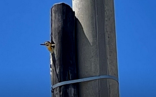 Cambiaron los postes de luz, pero dejaron los que tenían nidos de aves