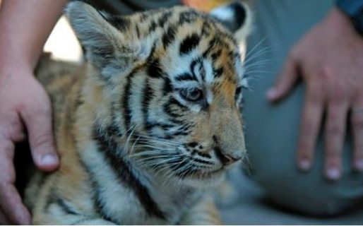 Chile se convirtió en el primer país de América Latina en vacunar animales contra el coronavirus