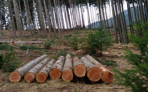 Talaron 100 pinos en Lago Puelo de forma ilegal
