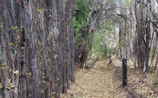 Reclamo de vecinos: “Están dejando secar uno de los pocos espacios verdes de Diadema”