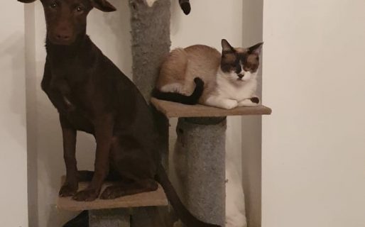 Adoptó a una perra que se cree gato y causó furor en Twitter