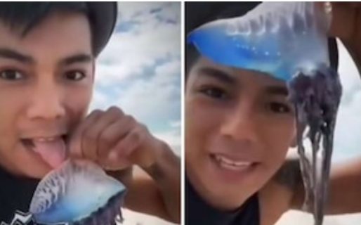 Lamió una medusa venenosa para ganar seguidores: podría haber muerto en el momento