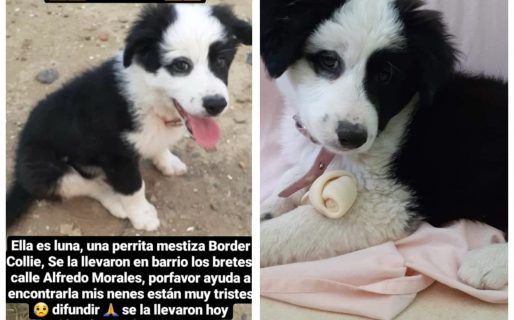 Piden ayuda para buscar a “Luna”