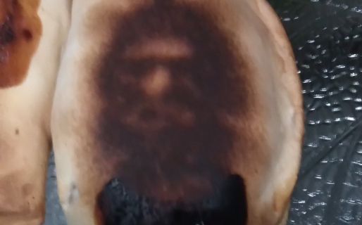 Encontró al Che Guevara en una empanada