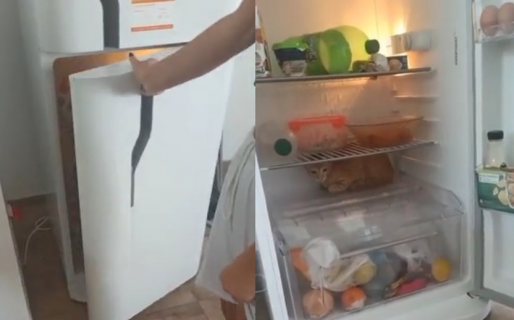 Un gatito se volvió viral por su manera de afrontar la ola de calor: se escondió en la heladera