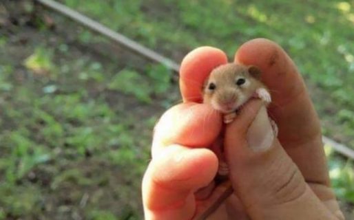 Sospechosos de provocar un brote de coronavirus, sacrificarán a miles de hámsteres en Hong Kong