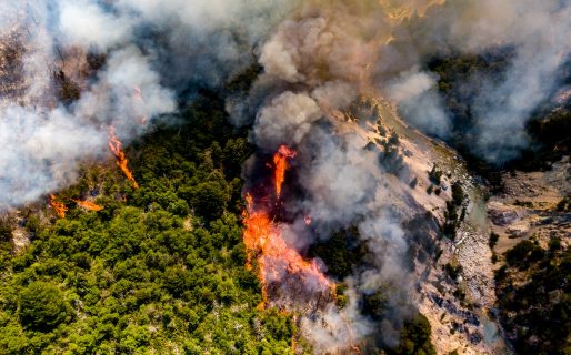En los últimos 20 años Chubut perdió casi 200 mil hectáreas de bosques nativos