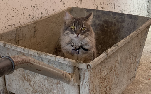 Buscan a Logan en Rada Tilly y ofrecen $7.000 pesos a quien lo encuentre