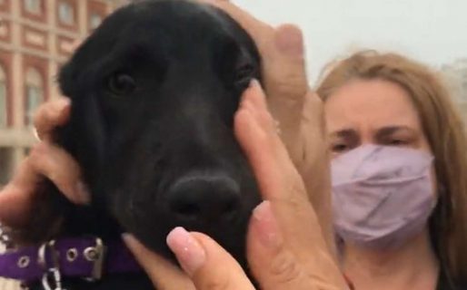 Un hombre le pegaba a su cachorro y un grupo de turistas recaudó $4.000 para comprar y salvar al perro