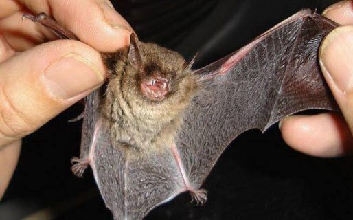 Apareció muerto un murciélago con rabia en Rada Tilly