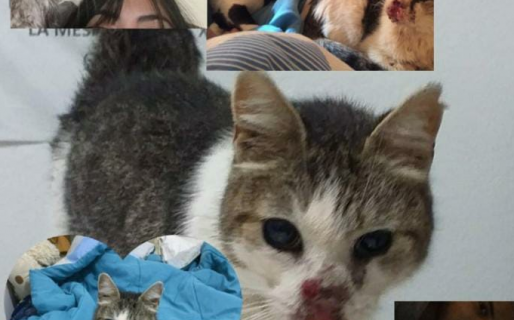 Dolor: falleció “Naricitas”, la gatita abandonada en Comodoro por tener cáncer