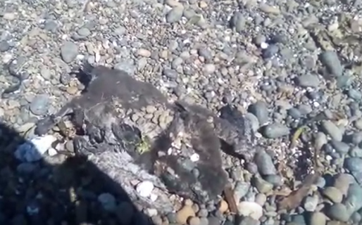 Aparecieron muertos cerca de 7 patos empetrolados en Caleta Córdova