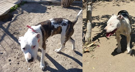 Asustada por la pirotecnia, una perra se escapó en Navidad y siguen sin encontrarla