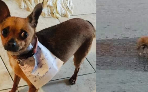 Entrenó a su perra para que haga las compras: “si no atiende bien lo muerde”