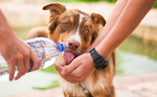 Golpe de calor en mascotas: cómo reconocerlo y qué hacer ante un caso así