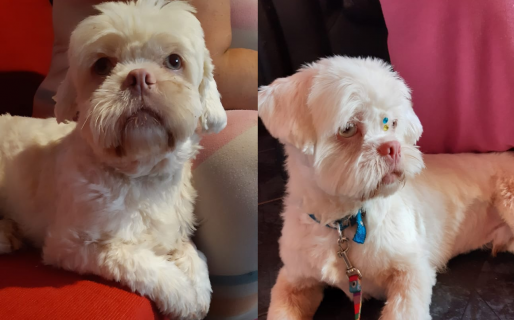 Desesperada búsqueda de un perro en Caleta Córdova: ofrecen $10 mil de recompensa