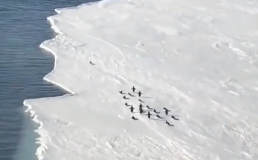 El video que se hizo viral: Un pingüino tratando de salvarse de un desprendimiento de hielo