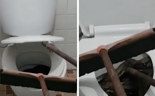 Fue al baño y encontró una pitón gigante en su inodoro