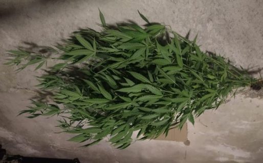 Un padre entregó las plantas que cultivaba el hijo
