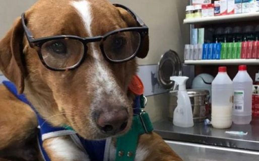 Le armaron un currículum a un perrito para que lo adopten: «soy un buen compañero»