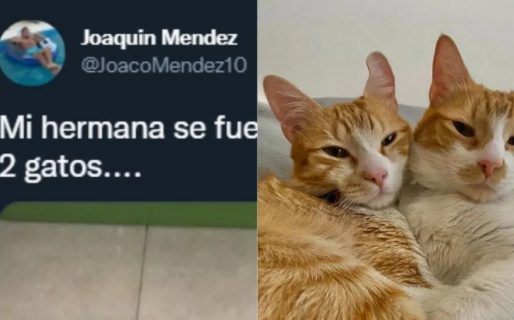 Las excéntricas indicaciones de una chica a su hermano, encargado de cuidarle los gatitos