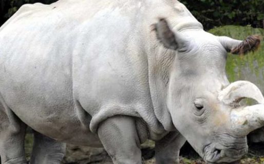 Rinocerontes: 10 curiosidades de uno de los animales más grandes del mundo