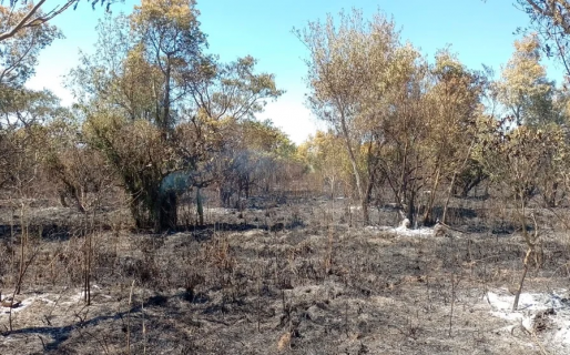 Incendios en Corrientes: el lamento de un pequeño productor que perdió el 70% de su campo por un fuego intencional