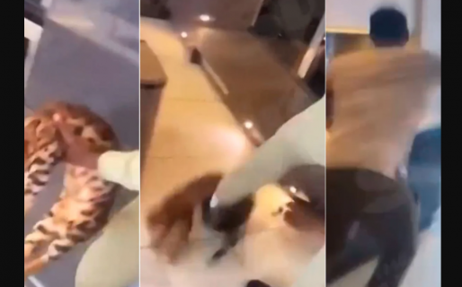 Un futbolista fue filmado mientras golpeaba brutalmente a su gato