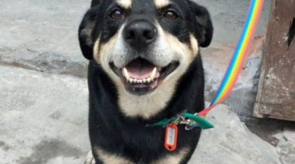 Armaron un CV a un perro luego de la muerte de su dueño: “Graduado en incondicionalidad y mimos”