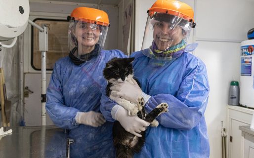 La Municipalidad apunta a la castración masiva y gratuita de perros y gatos