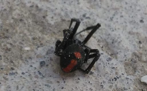 Temor en km. 5 por la aparición de arañas viudas negras