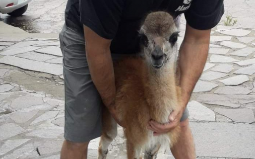 Un chulenguito se apareció en pleno centro y terminó en la comisaría