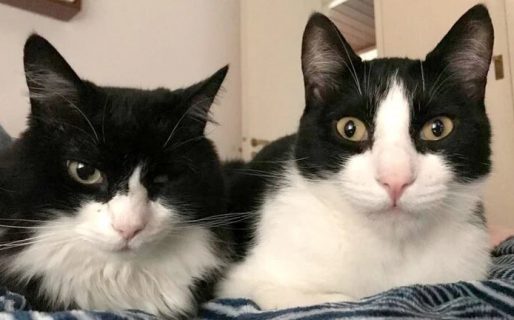 A los gatos se les achicó el cerebro en los últimos siglos, según un estudio científico