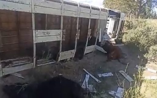 Volcó un camión con animales por esquivar ciclistas