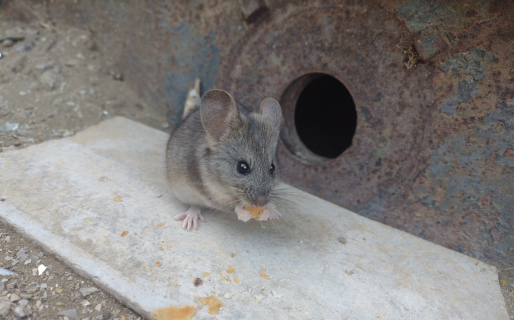 «El ratatoille de Rada»: Un lauchón orejudo conquistó a todos en las redes