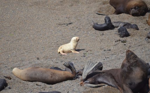Captan a un lobito marino albino en Chubut