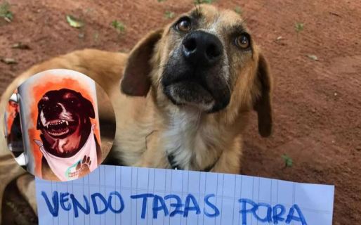 Una perra vende tazas para pagar su quimioterapia