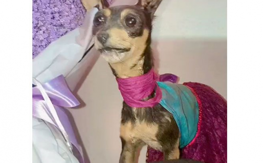 Embalsamó a su perro para no extrañarlo tanto pero quedó con otra cara