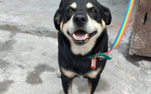 Patrulla Canina organiza una jornada de adopción en el Liceo