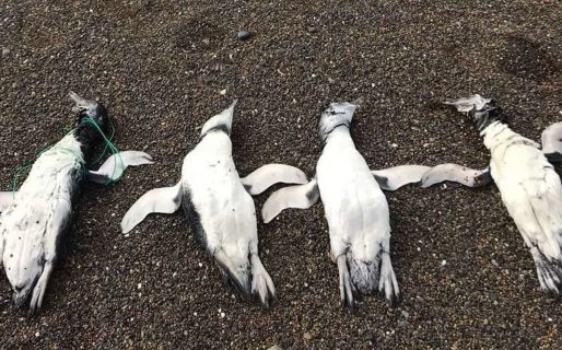 Encontraron varios pingüinos muertos con marcas de ahorcamiento