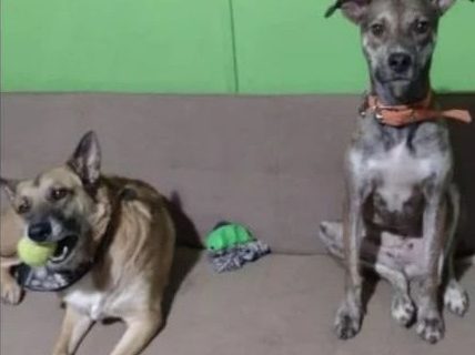 Desesperada búsqueda de dos mascotas que se perdieron en zona norte