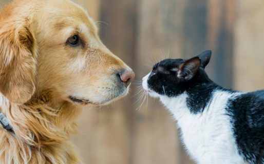 Rada Tilly esterilizará a gatos y perros de forma gratuita