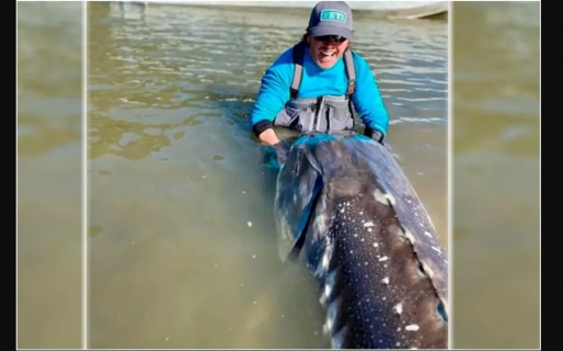 Pescó un esturión de 270 kilos y más de 100 años: “Es un dinosaurio viviente”