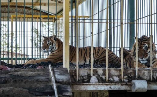 Un circo abandonó a dos tigres, vivieron con un intendente y tras 22 años volvieron a ser libres